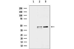 anti-Serotonin Receptor 1A (HTR1A) (Internal Region) antibody
