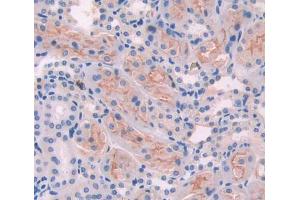 Used in DAB staining on fromalin fixed paraffin- embedded Kidney tissue (Ancient Ubiquitous Protein 1 抗体  (AA 201-410))
