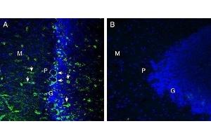 Expression of MERTK in rat cerebellum - Immunohistochemical staining of perfusion-fixed frozen rat brain sections with Anti-MERTK (extracellular) Antibody (ABIN7042974, ABIN7045326 and ABIN7045327), (1:300), followed by goat anti rabbit conjugated with Alexa 488 (green). (MERTK 抗体  (Extracellular, N-Term))