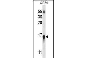HIST1H2BN Antibody (N-term) (ABIN657039 and ABIN2846210) western blot analysis in CEM cell line lysates (35 μg/lane). (HIST1H2BN 抗体  (N-Term))