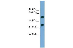 WB Suggested Anti-Foxa3 Antibody Titration: 0. (FOXA3 抗体  (C-Term))