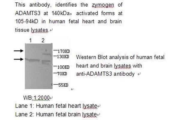 ADAMTS3 抗体