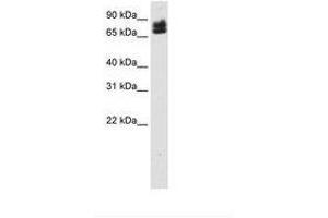 Image no. 1 for anti-E74-Like Factor 1 (Ets Domain Transcription Factor) (ELF1) (AA 131-180) antibody (ABIN6736119) (ELF1 抗体  (AA 131-180))