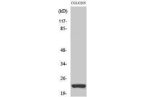 Western Blotting (WB) image for anti-Neuron-Specific Protein Family Member 1 (D4S234E) (Internal Region) antibody (ABIN3185813) (NSG1 抗体  (Internal Region))