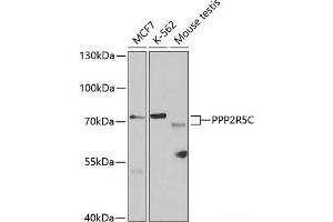 Western blot analysis of extracts of various cell lines using PPP2R5C Polyclonal Antibody at dilution of 1:1000. (PPP2R5C 抗体)