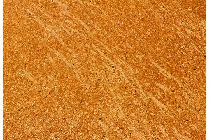 ABIN6260629 and ABIN6276912 at 1/100 staining Mouse brain tissue by IHC-P. (CD47 抗体  (C-Term))