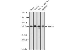 Western blot analysis of extracts of various cell lines, using LRRC59 antibody  at 1:1000 dilution. (LRRC59 抗体  (AA 1-244))