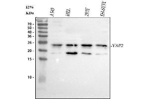 Western blot analysis of YAF2 using anti-YAF2 antibody (ABIN7601926).