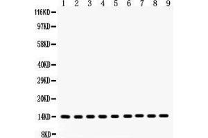 Anti- Cytochrome C Picoband antibody, Western blotting All lanes: Anti Cytochrome C  at 0. (Cytochrome C 抗体  (AA 2-105))