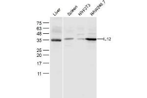 Lane 1: Mouse Liver Lane 2: Mouse Spleen lysates Lane 3: NIH'3T3 Lane 4: RAW246. (IL12A 抗体  (AA 51-150))