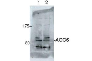 Western Blotting (WB) image for anti-Argonaute 6 (AGO6) antibody (ABIN619533) (AGO6 抗体)