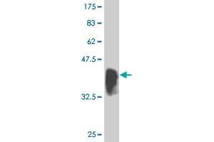Western Blot detection against Immunogen (36. (IRF2 抗体  (AA 216-315))