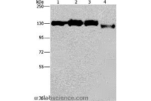 Western blot analysis of Hela, 293T, Raji and 231 cell, using GTF2I Polyclonal Antibody at dilution of 1:400 (GTF2I 抗体)