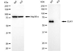 Western blotting analysis using ELK1 antibody (ABIN7800927). (Recombinant ETS Transcription Factor ELK1 抗体)