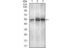Western Blotting (WB) image for anti-Paired Box 3 (PAX3) (AA 142-203) antibody (ABIN1846350)