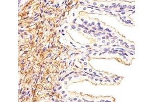 Immunohistochemistry (IHC) image for anti-Activating Transcription Factor 6 beta (ATF6B) (AA 560-589) antibody (ABIN3029852)