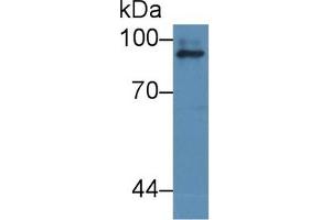Detection of ICAM1 in Human dog liver cell lysate using Polyclonal Antibody to Intercellular Adhesion Molecule 1 (ICAM1) (ICAM1 抗体  (AA 25-531))