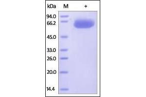 SDS-PAGE (SDS) image for CD274 (PD-L1) (AA 19-238) (Active) protein (Fc Tag) (ABIN2181595)