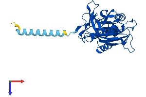 CYB5R1 Protein (AA 1-305) (His tag)