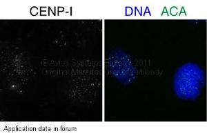 Image no. 1 for anti-Centromere Protein I (CENPI) (N-Term) antibody (ABIN2785895) (CENPI 抗体  (N-Term))