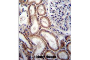 SLIT1 Antibody (N-term) (ABIN657297 and ABIN2846382) immunohistochemistry analysis in formalin fixed and paraffin embedded human kidney tissue followed by peroxidase conjugation of the secondary antibody and DAB staining. (SLIT1 抗体  (N-Term))