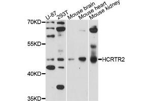Western blot analysis of extracts of various cell lines, using HCRTR2 antibody (ABIN5971562) at 1/1000 dilution. (HCRTR2 抗体)