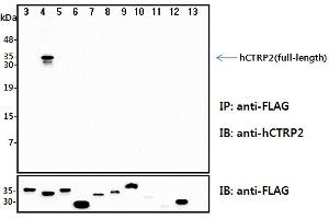 Immunoprecipitation (IP) analysis of the cell lysates from HEK293 cells transfected with empty vector or a panel of the FLAG-tagged CTRP family (full-length) followed by immunoblot analysis using anti-CTRP2 (human), pAb  antibody. (C1QTNF2 抗体)