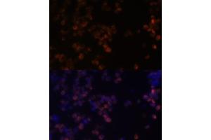 Immunofluorescence analysis of Raw264. (ZYX 抗体  (AA 1-300))