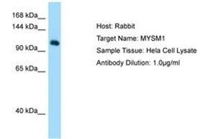 Image no. 1 for anti-Myb-Like, SWIRM and MPN Domains 1 (MYSM1) (AA 145-194) antibody (ABIN6750120) (MYSM1 抗体  (AA 145-194))