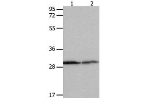 Western Blot analysis of Hela cell and Mouse kidney tissue using 14-3-3 beta/alpha Polyclonal Antibody at dilution of 1:550 (YWHAB 抗体)