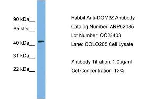 WB Suggested Anti-DOM3Z  Antibody Titration: 0. (DOM3Z 抗体  (N-Term))