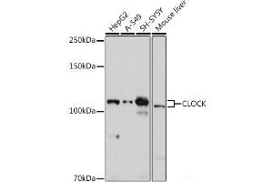 Western blot analysis of extracts of various cell lines using CLOCK Polyclonal Antibody at dilution of 1:1000. (CLOCK 抗体)