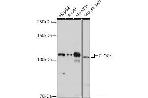 Western blot analysis of extracts of various cell lines using CLOCK Polyclonal Antibody at dilution of 1:1000. (CLOCK 抗体)