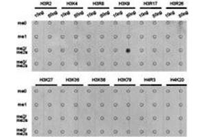 Dot-blot analysis of all sorts of methylation peptides using H3K9me2 antibody. (Histone 3 抗体  (H3K9me2))
