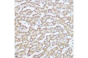 Immunohistochemistry of paraffin-embedded human liver using NDUF Rabbit pAb (ABIN7268802) at dilution of 1:350 (40x lens). (NDUFA4 抗体  (AA 1-81))