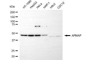 Western blotting analysis using APMAP antibody (ABIN7797527).