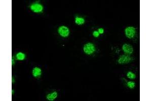 Image no. 2 for anti-Mitogen-Activated Protein Kinase Kinase 4 (MAP2K4) antibody (ABIN1499481) (MAP2K4 抗体)