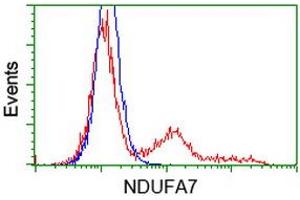 HEK293T cells transfected with either RC200534 overexpress plasmid (Red) or empty vector control plasmid (Blue) were immunostained by anti-NDUFA7 antibody (ABIN2454403), and then analyzed by flow cytometry. (NDUFA7 抗体)