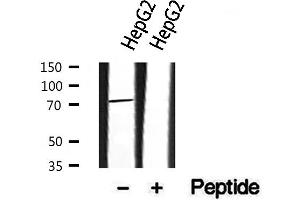 Western blot analysis of extracts from HepG2, using HRP2 antibody. (HDGFRP2 抗体)