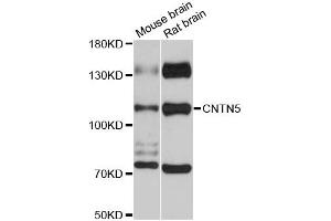 Western blot analysis of extracts of various cell lines, using CNTN5 antibody (ABIN6290256) at 1:3000 dilution. (Contactin 5 抗体)