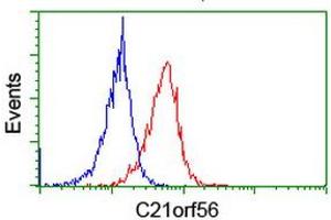 Image no. 3 for anti-Chromosome 21 Open Reading Frame 56 (C21orf56) antibody (ABIN1497041) (C21ORF56 抗体)