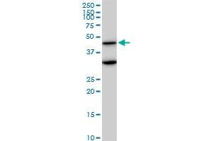 MAPK3 monoclonal antibody (M04), clone 1F7. (ERK1 抗体  (AA 279-379))