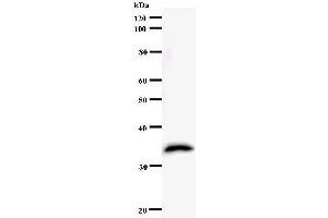 Western Blotting (WB) image for anti-General Transcription Factor IIH, Polypeptide 4, 52kDa (GTF2H4) antibody (ABIN931120) (GTF2H4 抗体)