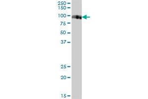 VASN MaxPab polyclonal antibody. (Vasn 抗体  (AA 1-673))