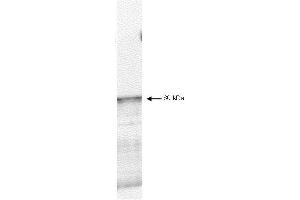 Western blot using  affinity purified anti-PDK-1 antibody shows detection of myc-tagged human PDK-1 at 60kDa in ~10 µg of a virus infected Sf9 cell lysate (arrow). (PDPK1 抗体  (C-Term))
