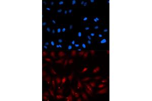 Immunofluorescence (IF) image for anti-Proliferation-Associated 2G4, 38kDa (PA2G4) antibody (ABIN1876564) (PA2G4 抗体)