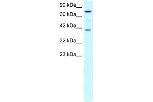 PCK1 antibody used at 0. (PCK1 抗体  (Soluble))