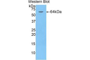 Western blot analysis of the recombinant protein. (CD5L 抗体  (AA 11-346))