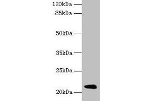 Western blot All lanes: Mup11 antibody at 2 μg/mL + Mouse liver tissue Secondary Goat polyclonal to rabbit IgG at 1/10000 dilution Predicted band size: 21 kDa Observed band size: 21 kDa (Major Urinary Protein 19 (MUP19) (AA 1-151) 抗体)