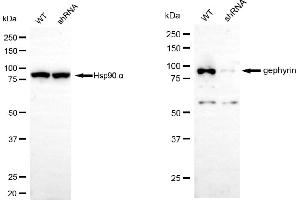 Western blotting analysis using gephyrin antibody (ABIN7798713). (Gephyrin 抗体)